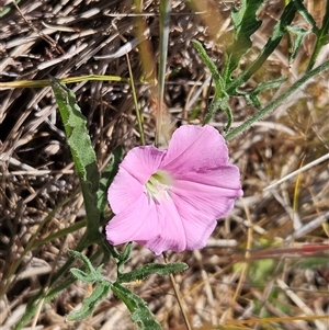 Convolvulus angustissimus subsp. angustissimus at Weetangera, ACT - 29 Oct 2024