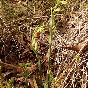 Calochilus montanus at Aranda, ACT - suppressed