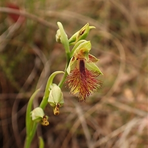 Calochilus montanus at Aranda, ACT - suppressed