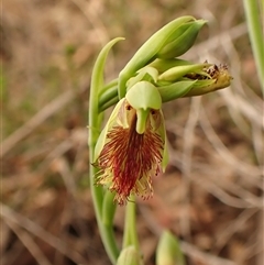 Calochilus montanus at Aranda, ACT - suppressed