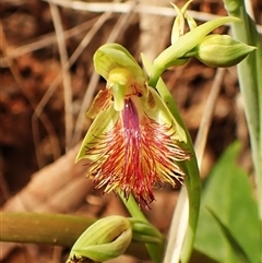 Calochilus montanus at Aranda, ACT - suppressed