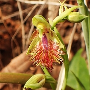 Calochilus montanus at Aranda, ACT - suppressed