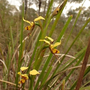 Diuris sulphurea at Aranda, ACT - suppressed