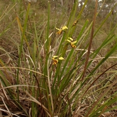 Diuris sulphurea at Aranda, ACT - suppressed