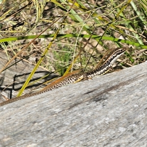 Eulamprus heatwolei at Tinderry, NSW - 30 Oct 2024