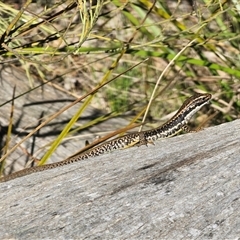 Eulamprus heatwolei at Tinderry, NSW - 30 Oct 2024