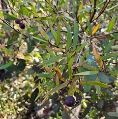 Persoonia silvatica (Forest Geebung) at Tinderry, NSW - 30 Oct 2024 by Csteele4