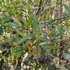 Persoonia silvatica at Tinderry, NSW - 30 Oct 2024