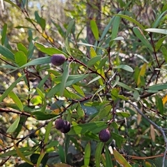 Persoonia silvatica at Tinderry, NSW - 30 Oct 2024