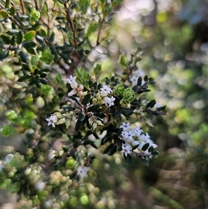 Acrothamnus hookeri at Tinderry, NSW - 30 Oct 2024