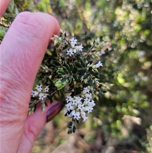 Acrothamnus hookeri at Tinderry, NSW - 30 Oct 2024