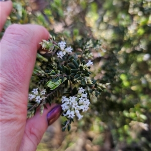 Acrothamnus hookeri at Tinderry, NSW - 30 Oct 2024