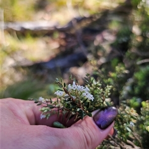 Acrothamnus hookeri at Tinderry, NSW - 30 Oct 2024