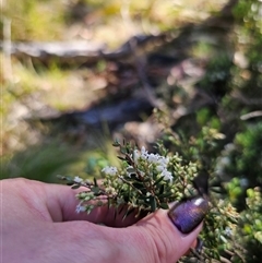 Acrothamnus hookeri at Tinderry, NSW - 30 Oct 2024