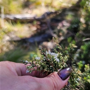 Acrothamnus hookeri at Tinderry, NSW - 30 Oct 2024