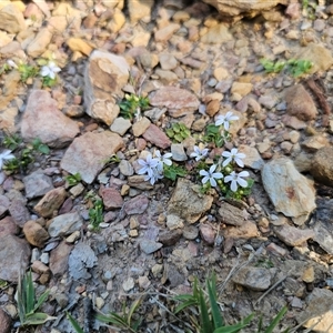 Lobelia pedunculata at Tinderry, NSW - 30 Oct 2024