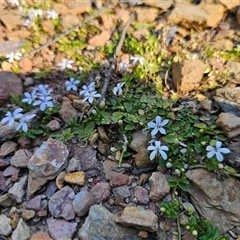 Lobelia pedunculata at Tinderry, NSW - 30 Oct 2024