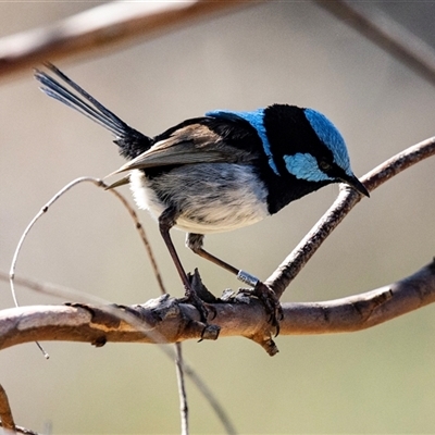 Malurus cyaneus (Superb Fairywren) at Bredbo, NSW - 30 Oct 2024 by AlisonMilton