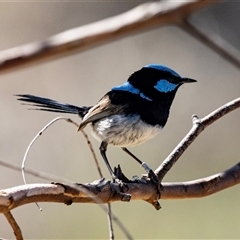 Malurus cyaneus at Bredbo, NSW - 30 Oct 2024