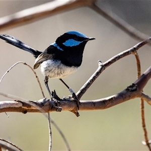 Malurus cyaneus at Bredbo, NSW - 30 Oct 2024