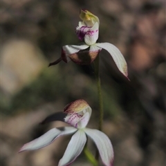 Caladenia moschata (Musky Caps) at Tinderry, NSW - 30 Oct 2024 by Csteele4