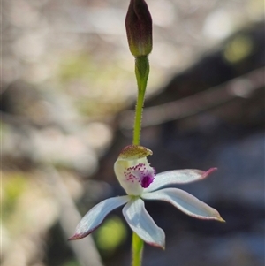 Caladenia moschata at Tinderry, NSW - suppressed