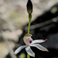 Caladenia moschata at Tinderry, NSW - suppressed