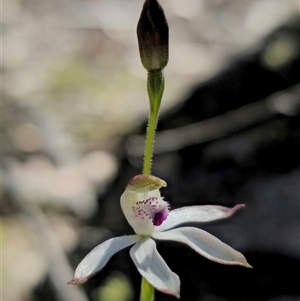 Caladenia moschata at Tinderry, NSW - suppressed