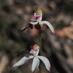 Caladenia moschata at Tinderry, NSW - suppressed