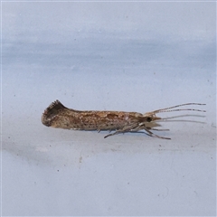 Plutella xylostella (Diamondback Moth) at Turner, ACT - 27 Oct 2024 by ConBoekel