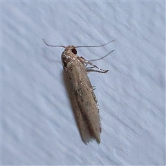 Unidentified Moth (Lepidoptera) at Turner, ACT - 27 Oct 2024 by ConBoekel