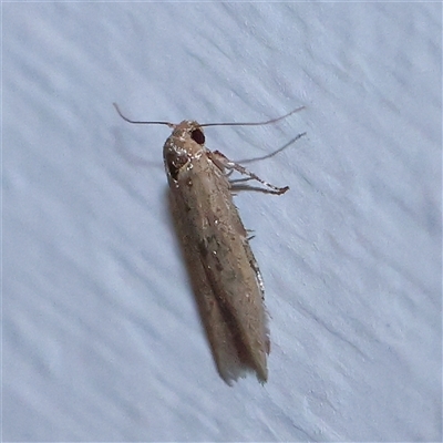 Unidentified Moth (Lepidoptera) at Turner, ACT - 27 Oct 2024 by ConBoekel