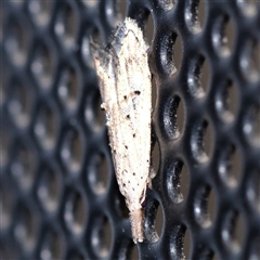 Carposina (genus) at Turner, ACT - 27 Oct 2024 08:25 PM