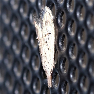 Carposina (genus) at Turner, ACT - 27 Oct 2024