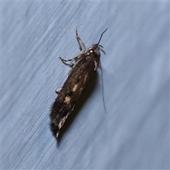 Barea (genus) (A concealer moth) at Turner, ACT - 27 Oct 2024 by ConBoekel