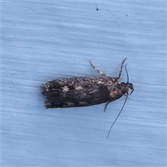Barea (genus) at Turner, ACT - 27 Oct 2024 08:30 PM