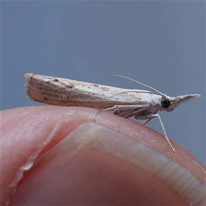 Culladia cuneiferellus at Turner, ACT - 27 Oct 2024