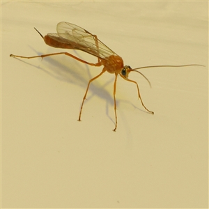 Ichneumonidae (family) at Turner, ACT - 27 Oct 2024