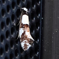 Monopis icterogastra (Wool Moth) at Turner, ACT - 27 Oct 2024 by ConBoekel