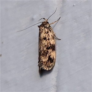 Barea subviridella at Turner, ACT - 27 Oct 2024 08:40 PM