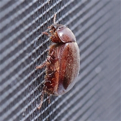 Unverified Beetle (Coleoptera) at Turner, ACT - 27 Oct 2024 by ConBoekel