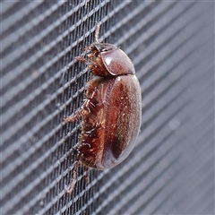 Unidentified Beetle (Coleoptera) at Turner, ACT - 27 Oct 2024 by ConBoekel