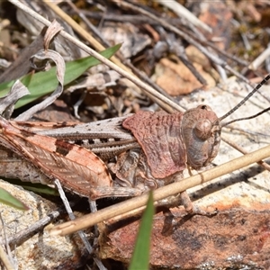 Urnisa sp 1 at Bredbo, NSW - 30 Oct 2024 11:25 AM