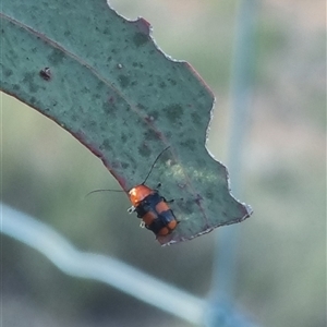 Aporocera (Aporocera) jocosa at suppressed - 30 Oct 2024