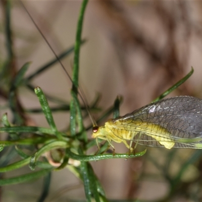 Chrysopidae (family) (Unidentified Green lacewing) at Bredbo, NSW - 29 Oct 2024 by DianneClarke