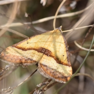 Anachloris subochraria at Bredbo, NSW - 30 Oct 2024