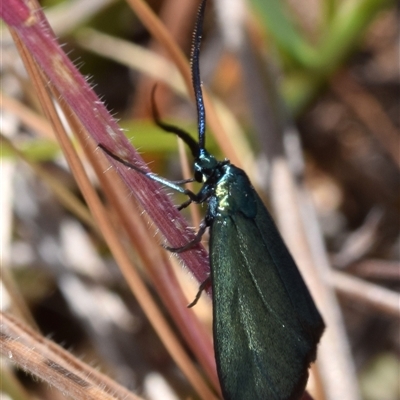 Pollanisus (genus) (A Forester Moth) at Bredbo, NSW - 30 Oct 2024 by DianneClarke