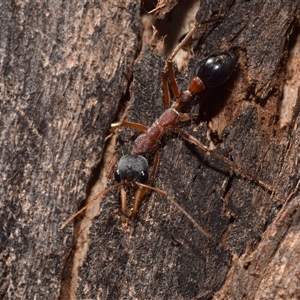 Myrmecia nigriceps at Bredbo, NSW - 30 Oct 2024