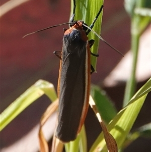 Palaeosia bicosta at Hall, ACT - 30 Oct 2024 04:38 PM