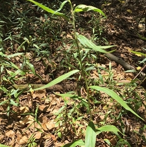 Persicaria barbata at Manoora, QLD - 30 Oct 2024 12:51 PM